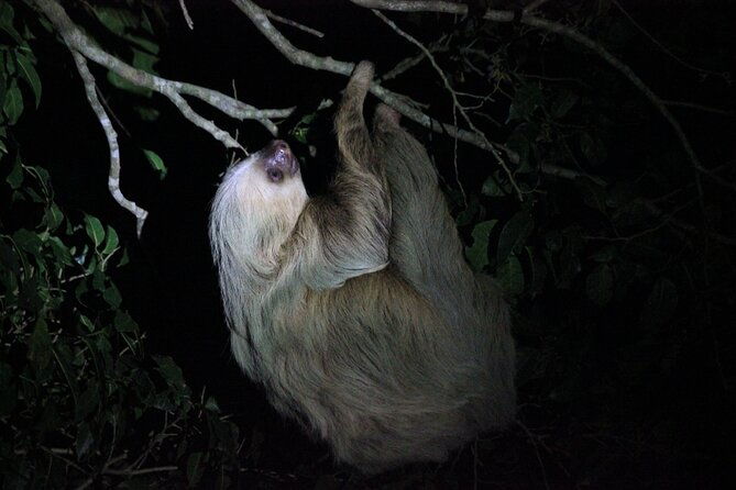 la-fortuna-night-walk-in-high-biodiversity-rainforest