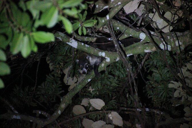 la-fortuna-night-walk-in-high-biodiversity-rainforest