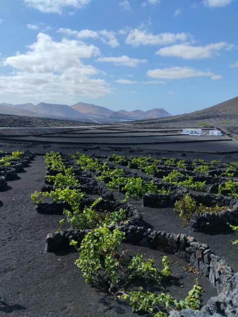 La Geria: a walk among volcanoes and vineyards - The Sum Up