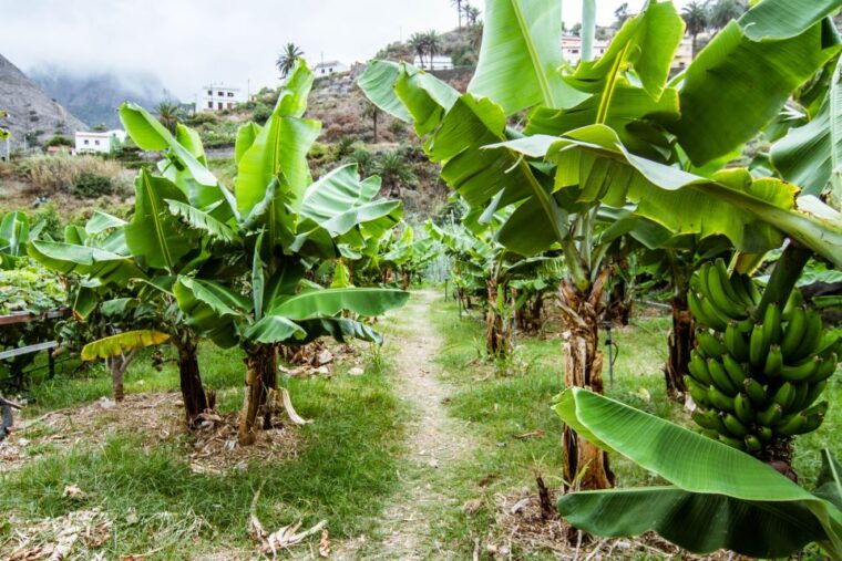 la-gomera-entry-ticket-for-the-ethnographic-park