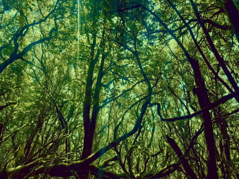 la-gomera-the-rain-forest-national-park