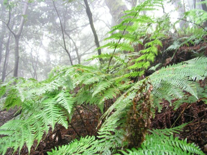 la-gomera-the-rain-forest-national-park
