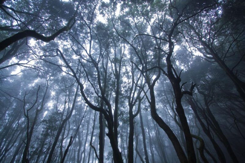 la-gomera-the-rain-forest-national-park