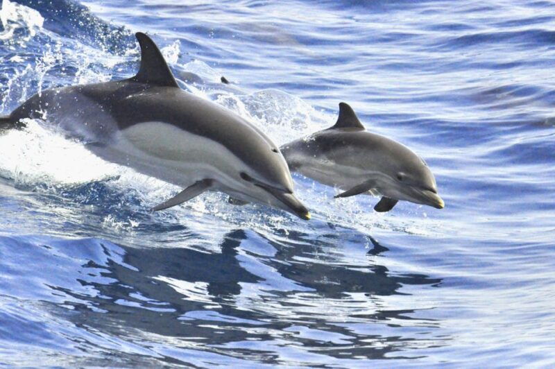 la-gomera-whale-watching-tour-on-an-vintage-boat