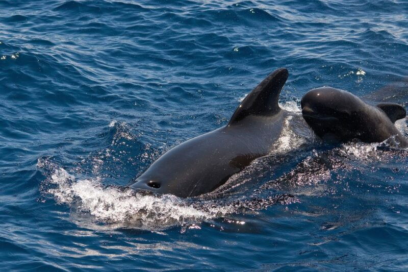 la-gomera-whale-watching-tour-on-an-vintage-boat