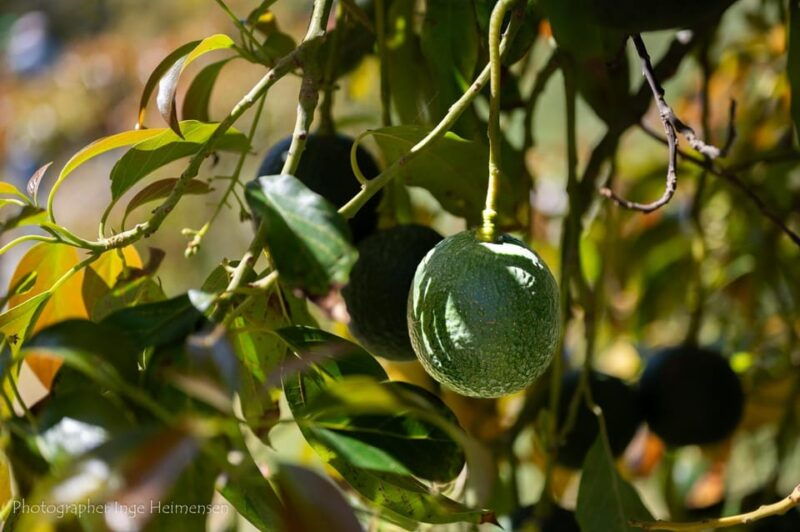 la-herradura-coffee-farm-tour-in-europes-only-plantation