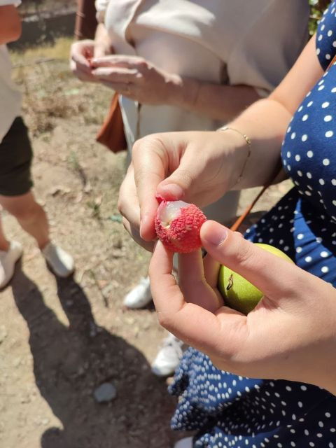 la-herradura-coffee-farm-tour-in-europes-only-plantation