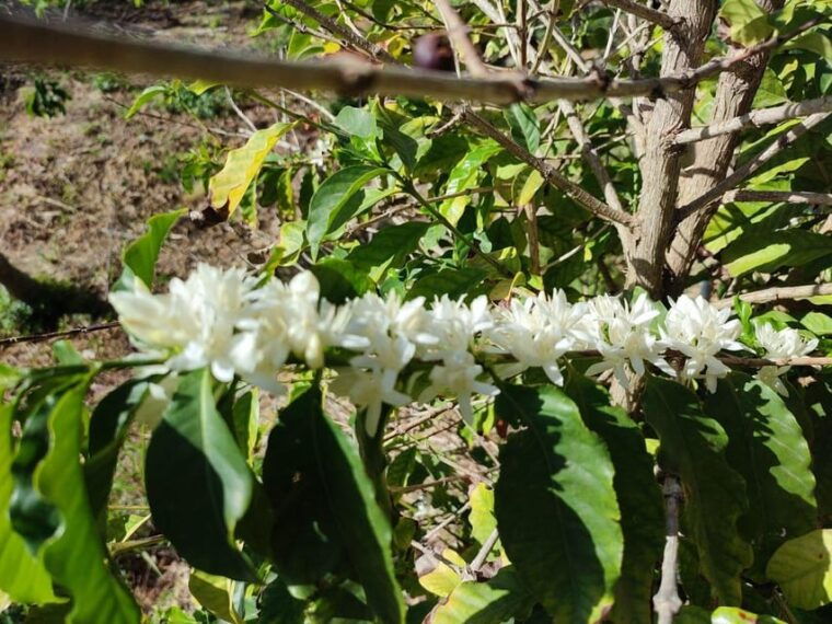 la-herradura-coffee-farm-tour-in-europes-only-plantation