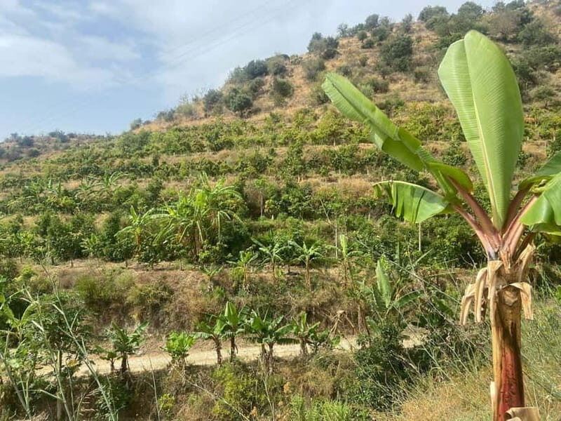 La Herradura: Private Visit to Europe's Only Coffee Farm - What Sets This Tour Apart?