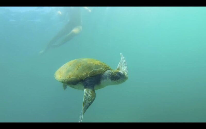 la-jolla-2-5-hour-kayak-and-snorkel-tour