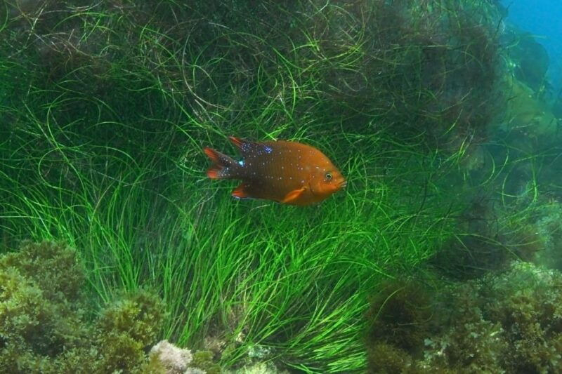 la-jolla-2-5-hour-kayak-and-snorkel-tour