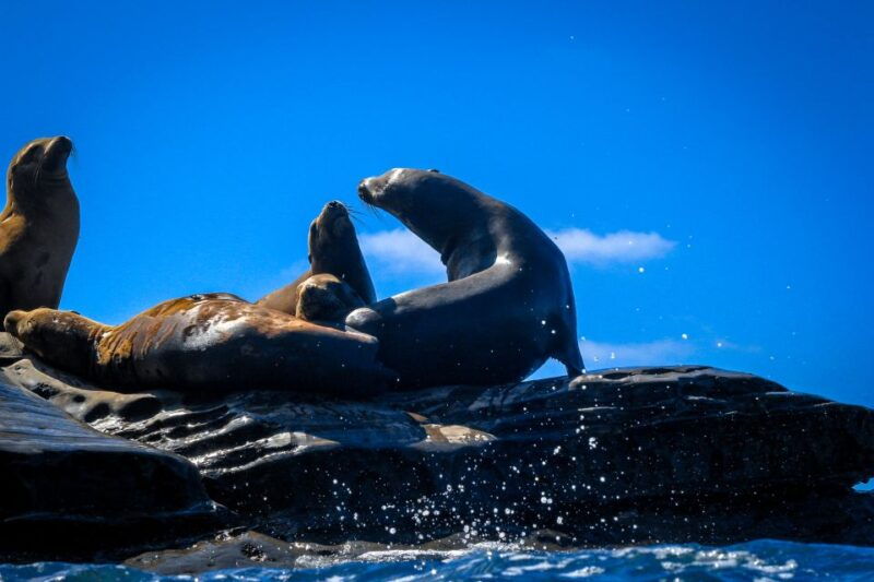 la-jolla-2-hour-kayak-tour-of-the-7-caves