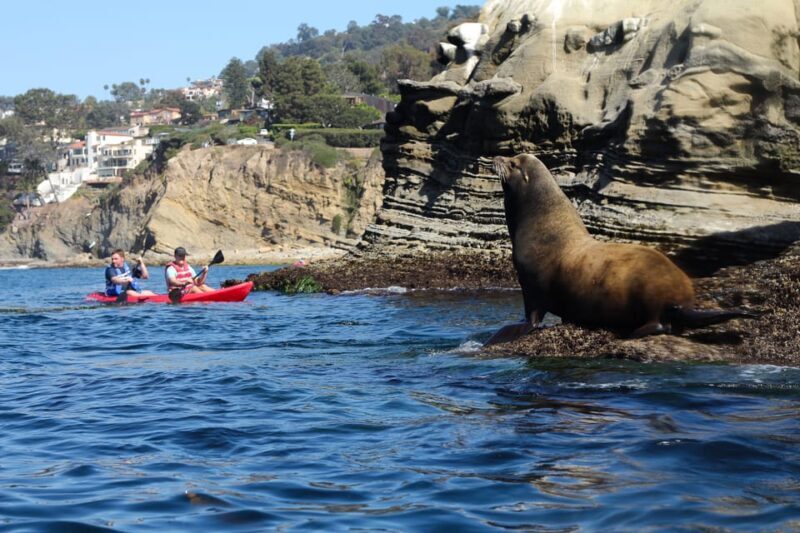 La Jolla: Sunset Kayak Tour of the 7 Caves - The Experience Provider and Authentic Feedback