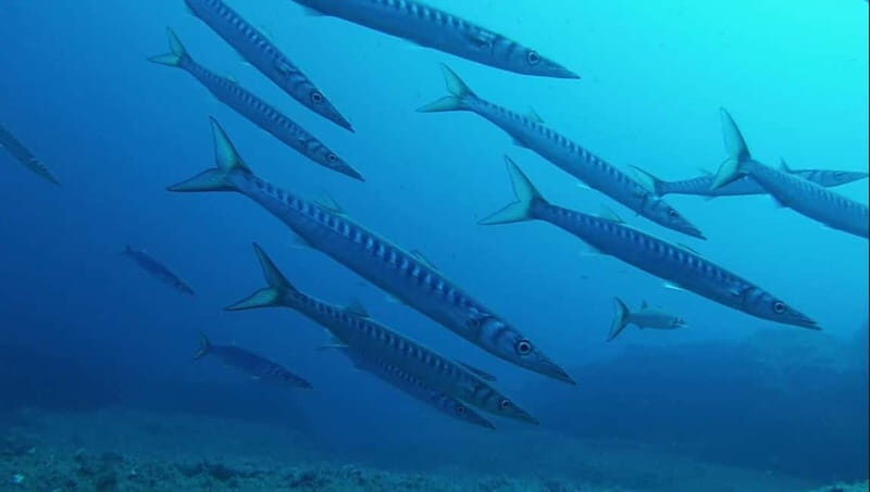 La Maddalena Archipelago & Lavezzi: Adventure Dives trip - Key Points