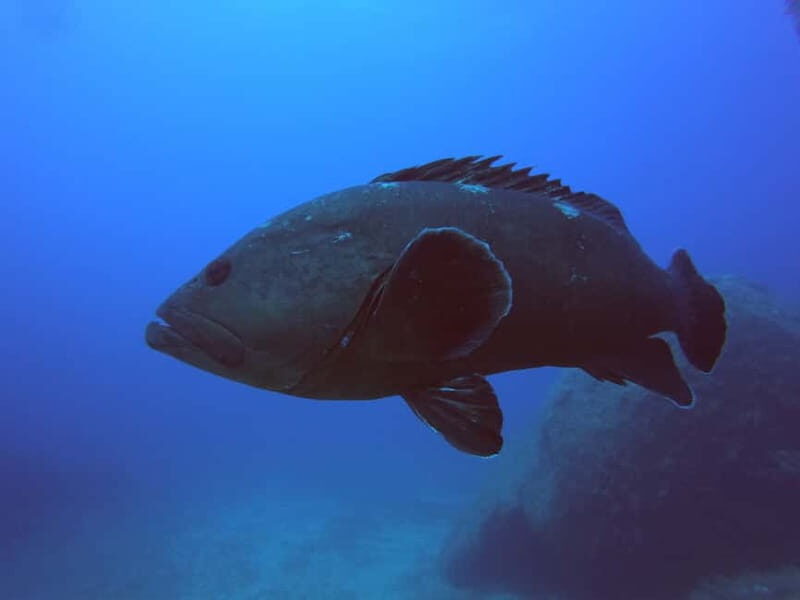 La Maddalena & Lavezzi : scuba diving for certified divers. - Introduction: Why Choose This Dive Tour?