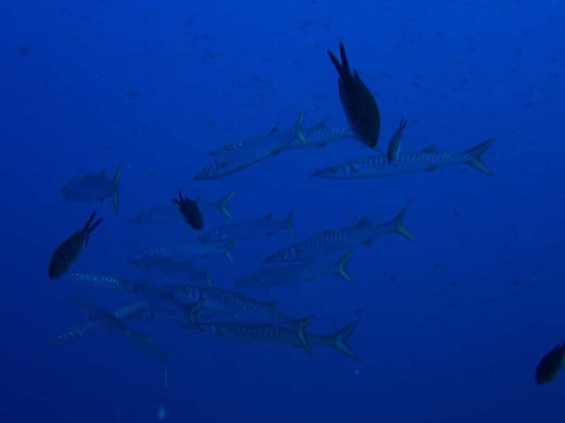 La Maddalena & Lavezzi : scuba diving for certified divers. - Who Should Consider This Tour?