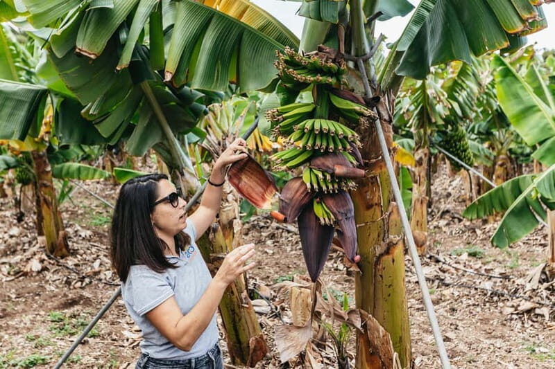 La Orotava: Eco Banana Plantation Tour with Banana Liquor - A Walk Through an Eco Paradise