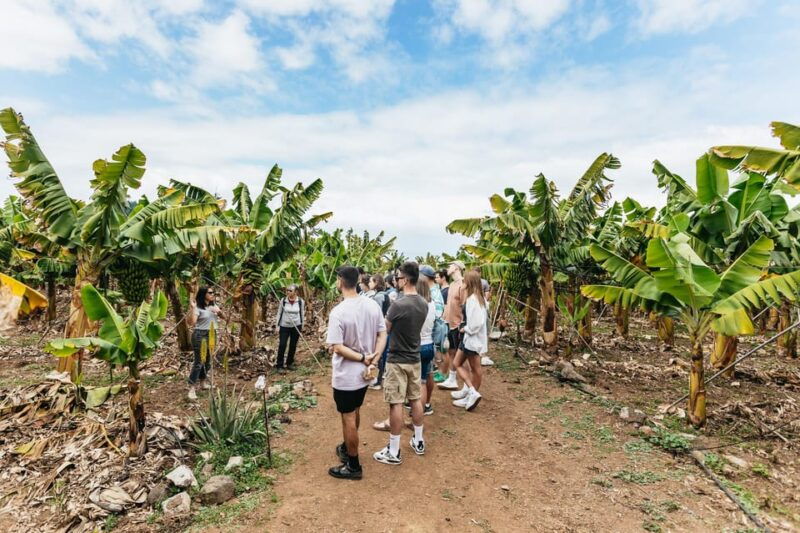 la-orotava-eco-banana-plantation-tour-with-banana-liquor