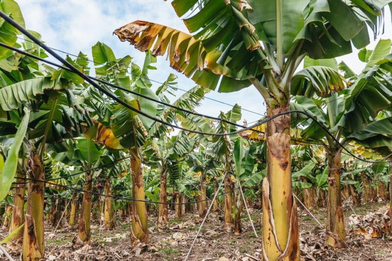 la-orotava-eco-banana-plantation-tour-with-banana-liquor