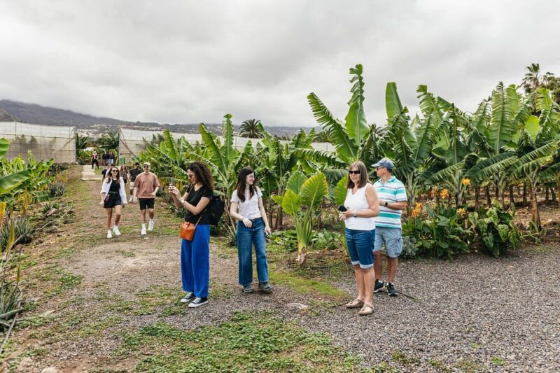 la-orotava-eco-banana-plantation-tour-with-banana-liquor