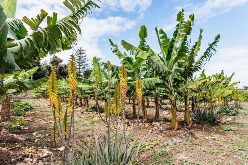 la-orotava-eco-banana-plantation-tour-with-banana-liquor