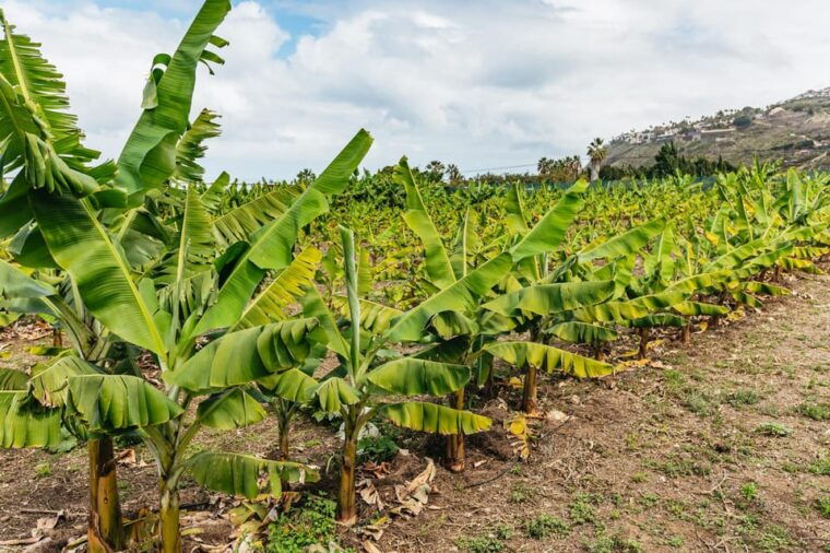 la-orotava-eco-banana-plantation-tour-with-banana-liquor