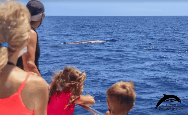 la-palma-3-hour-dolphin-and-whale-watching-experience
