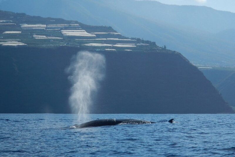 la-palma-3-hour-dolphin-and-whale-watching-experience