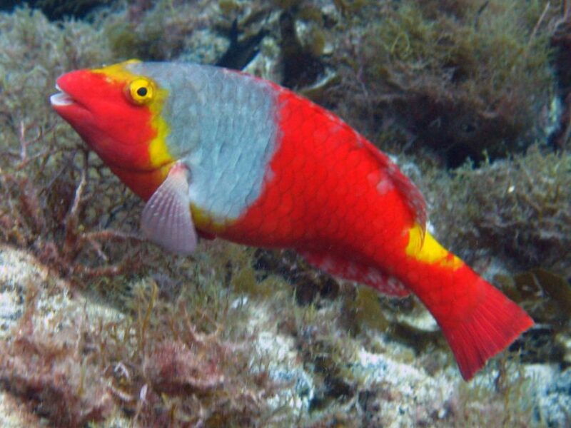 la-palma-atlantic-snorkeling-tour-with-full-gear-rental