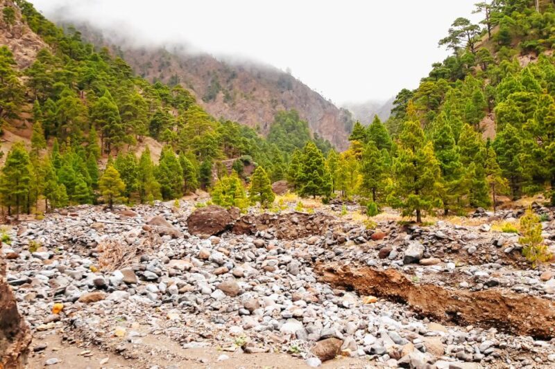La Palma: Caldera de Taburiente National Park Guided Hike - Key Points