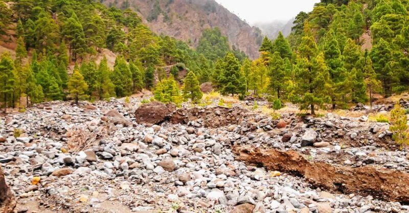 La Palma: Caldera de Taburiente National Park Guided Hike - A Closer Look at the Tour Experience
