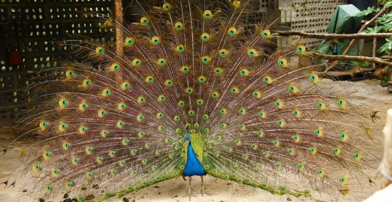 la-palma-guided-tour-ecofinca-platanologico-the-edible-forest