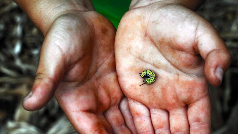 la-palma-guided-tour-ecofinca-platanologico-the-edible-forest