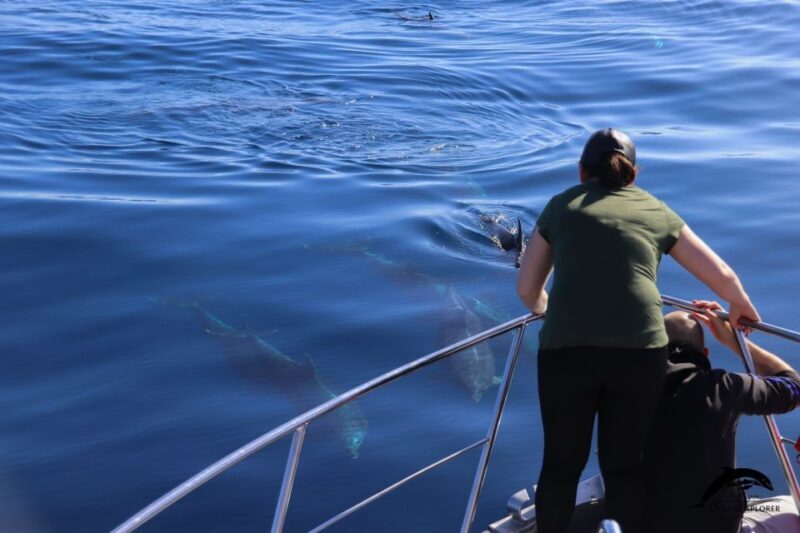 La Palma: Whale Watching Experience and Coastal Highlights - A Closer Look at the Whale Watching Experience