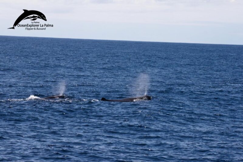 La Palma: Whale Watching Experience and Coastal Highlights - Practical Tips for Travelers