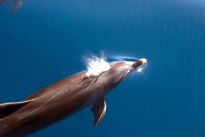 La Palma: Whale Watching Experience and Coastal Highlights - FAQs