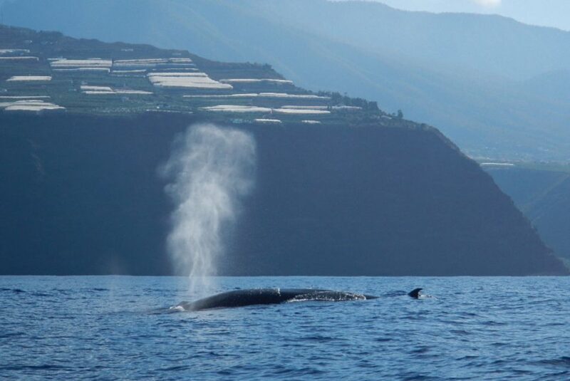 La Palma: Whale Watching Experience and Coastal Highlights - Final Thoughts