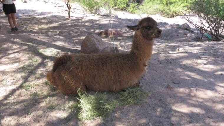 la-paz-6-day-private-best-of-bolivia-tour-with-flights