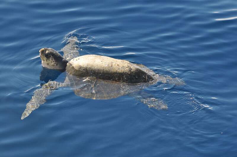 La Paz: Espiritu Santo Island Tour - Why You’ll Love the La Paz Espiritu Santo Island Tour