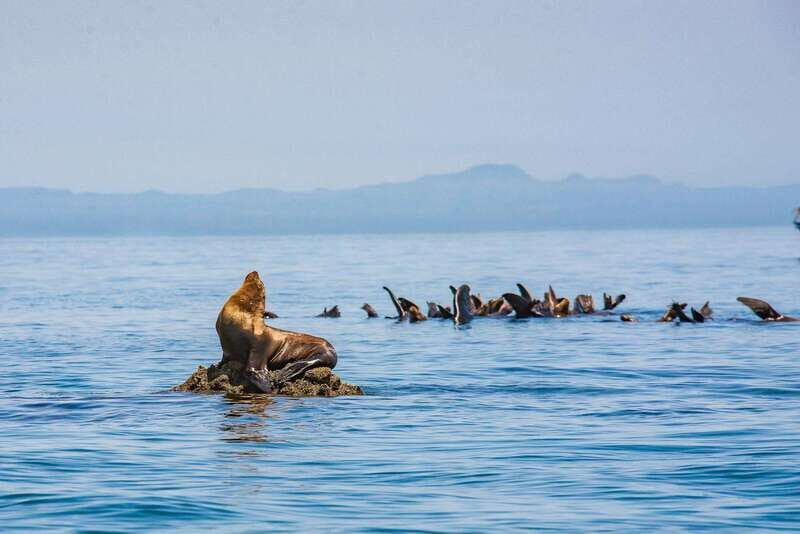La Paz: Espiritu Santo Island Tour - Practical Details and Tips