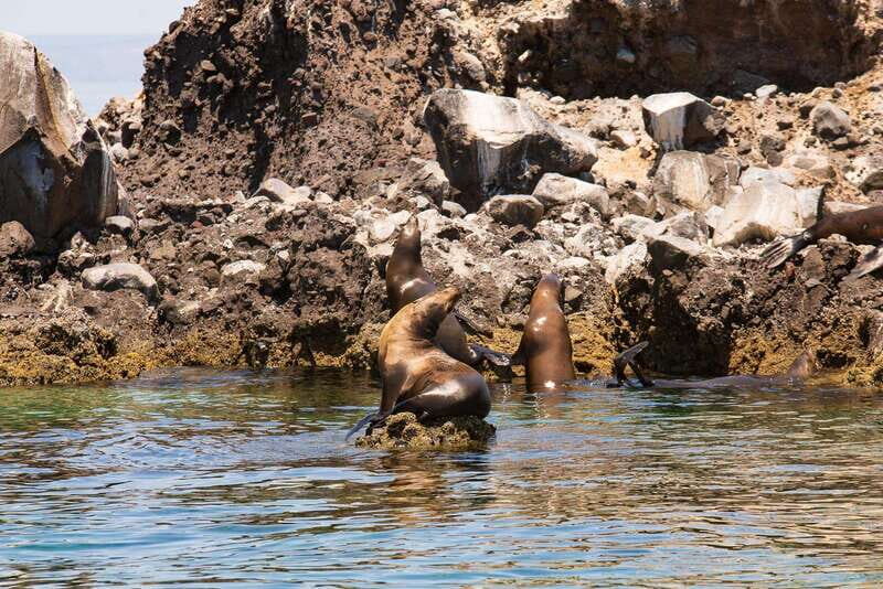La Paz: Espiritu Santo Island Tour - Authentic Experiences Based on Reviews