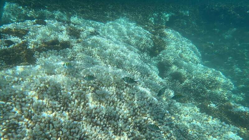 La Paz: Espiritu Santo Island Tour - Who This Tour Is Best For