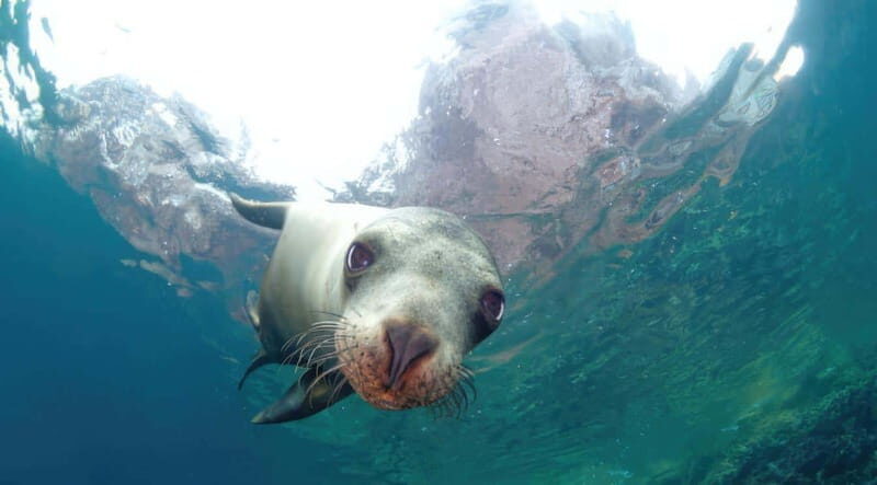 La Paz: Sea Lion Snorkeling at Espirtu Santo Island - The Benefits of the Tour’s Features