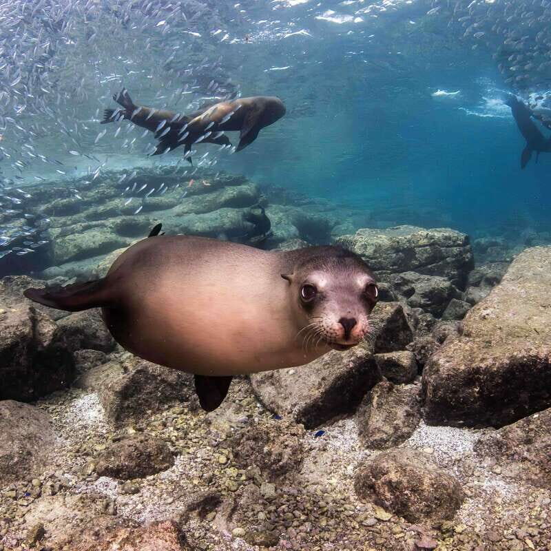 La Paz: Sea Lion Snorkeling at Espirtu Santo Island - The Real Experience from Travelers