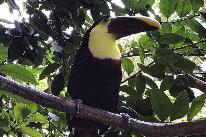 la-paz-waterfall-gardens-nature-park-full-day-tour