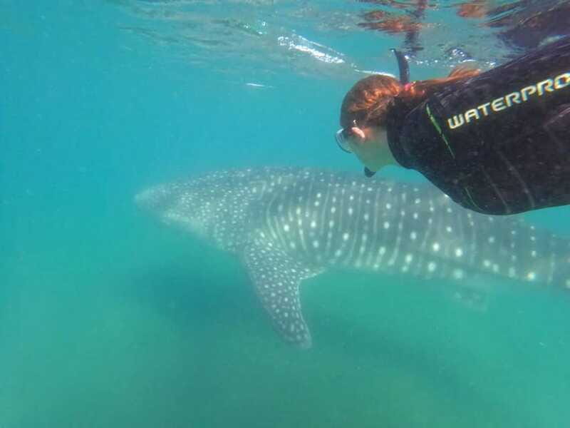 La Paz: Whale Shark Swimming Adventure with Marine Biologist - Frequently Asked Questions