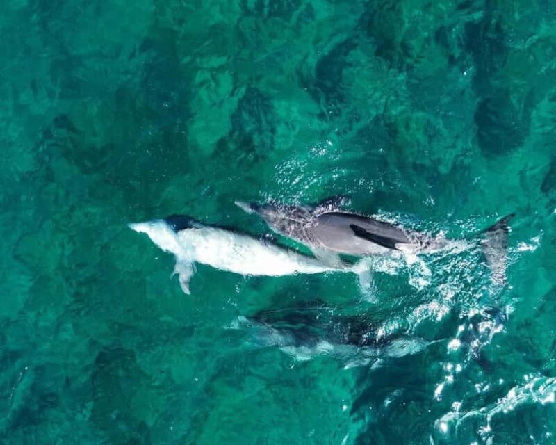 La Preneuse: Dolphin Watching and Snorkeling Speedboat Tour - Experience Breakdown: What to Expect from This Speedboat Tour