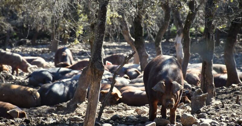 la-rioja-jamon-iberico-farm-tour-and-tasting-with-wine