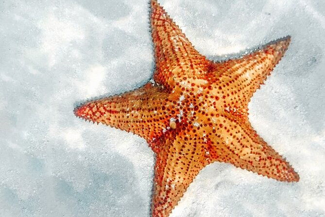 la-romana-saona-crusoe-vip-cruise-guests