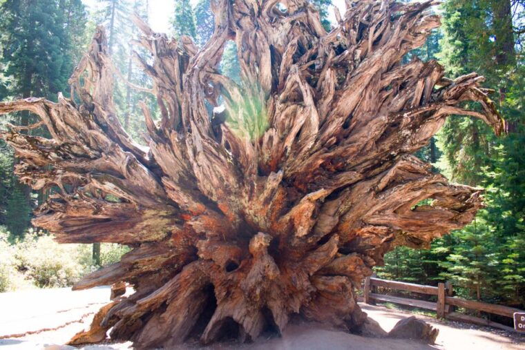 la-san-francisco-yosemite-vegas-grand-canyon-7-day-tour